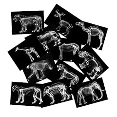 Animal ray set for sale  Delivered anywhere in USA 