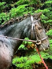 Pretty pony small for sale  Delivered anywhere in UK