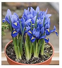 Oliwier bulbs 20x for sale  Delivered anywhere in UK