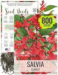 Seed needs scarlet for sale  Delivered anywhere in USA 