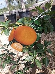 Chinotto pianta del usato  Spedito ovunque in Italia 