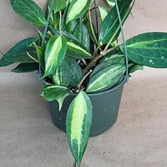 Hoya macrophylla reverse for sale  Delivered anywhere in USA 