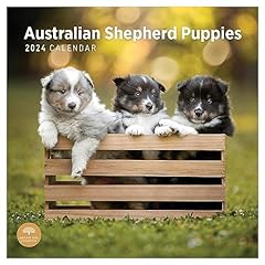 2024 australian shepherd for sale  Delivered anywhere in UK