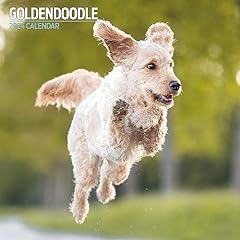 Goldendoodle traditional 2024 for sale  Delivered anywhere in UK
