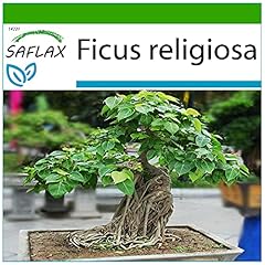 Saflax fico sacro usato  Spedito ovunque in Italia 