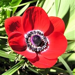 Votaniki anemone giant for sale  Delivered anywhere in USA 