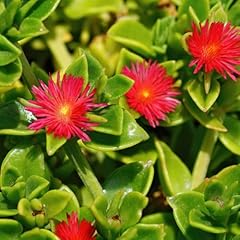 Red ice plant for sale  Delivered anywhere in USA 