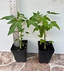 Live plant solo for sale  Delivered anywhere in USA 
