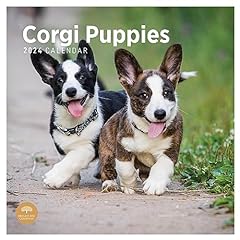 2024 corgi puppies for sale  Delivered anywhere in UK