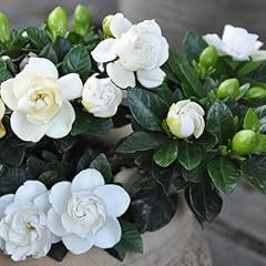 Gardenia jasminoides sweethear for sale  Delivered anywhere in UK