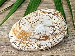 Fossilized clam shell for sale  Delivered anywhere in USA 