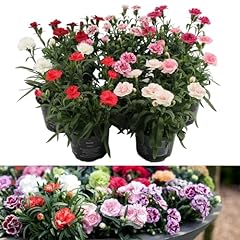 Dianthus oscar pack for sale  Delivered anywhere in UK