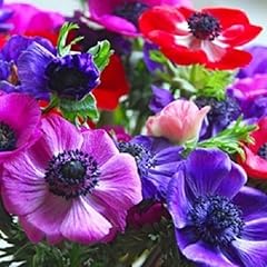 New decaen anemone gebraucht kaufen  Wird an jeden Ort in Deutschland