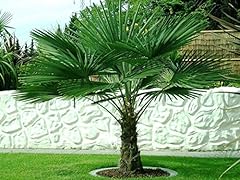 Trachycarpus fortunei hanfpalm gebraucht kaufen  Wird an jeden Ort in Deutschland