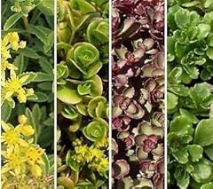 Pack x12 sedum for sale  Delivered anywhere in UK