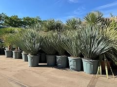 Sunny tree yucca for sale  Delivered anywhere in UK