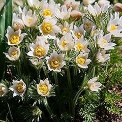 Outsidepride pasque flower for sale  Delivered anywhere in USA 
