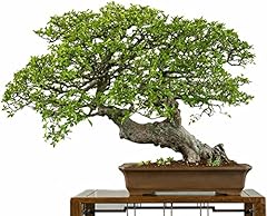 Jocadew chinese elm for sale  Delivered anywhere in USA 