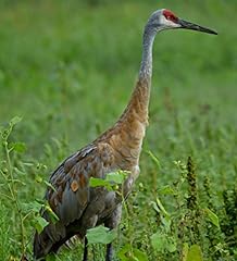 Sandhill crane for sale  Delivered anywhere in USA 