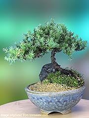 Year old juniper for sale  Delivered anywhere in USA 