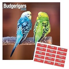 Budgerigar calendar 2026 for sale  Delivered anywhere in UK