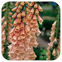 Foxglove digitalis apricot for sale  Delivered anywhere in UK