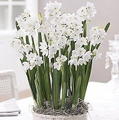 Ziva paperwhites indoor for sale  Delivered anywhere in USA 