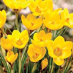 Crocus dorothy bulb for sale  Delivered anywhere in UK