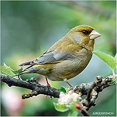 Greenfinch bird greeting for sale  Delivered anywhere in UK