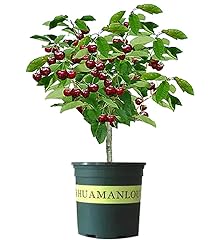 Black cherry fruit for sale  Delivered anywhere in USA 