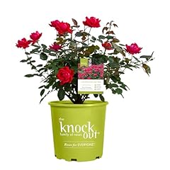 Knockout double rose for sale  Delivered anywhere in USA 