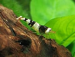 Aquatic arts live for sale  Delivered anywhere in USA 