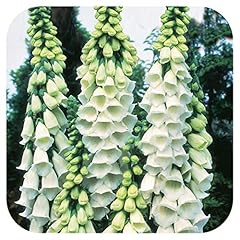 Foxglove white digitalis for sale  Delivered anywhere in UK