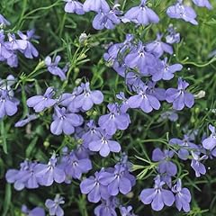Perfect plants trailing for sale  Delivered anywhere in UK