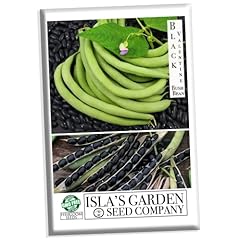 Black valentine bush for sale  Delivered anywhere in USA 