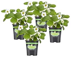 Bonnie plants strawberry for sale  Delivered anywhere in USA 
