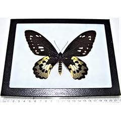 Bicbugs ornithoptera rothschil for sale  Delivered anywhere in USA 