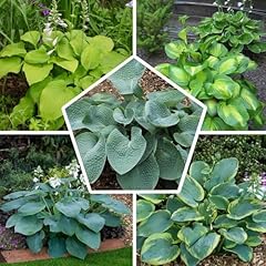 Collection plantes hosta d'occasion  Livré partout en France