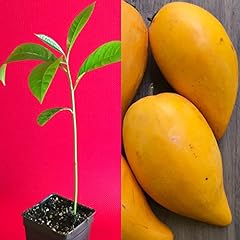 Canistel yellow sapote for sale  Delivered anywhere in USA 