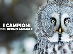 Campioni del regno usato  Spedito ovunque in Italia 