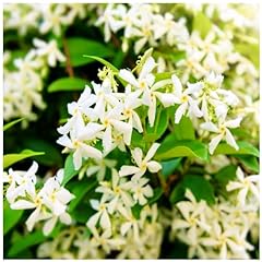 Star jasmine plants for sale  Delivered anywhere in Ireland