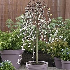 Garden weeping willow for sale  Delivered anywhere in UK