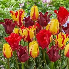 Tulpenzwiebeln red range gebraucht kaufen  Wird an jeden Ort in Deutschland