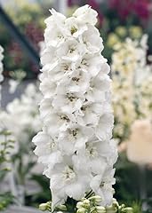 Delphinium guardian white for sale  Delivered anywhere in UK