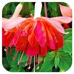 Fuchsia giant flowering for sale  Delivered anywhere in UK