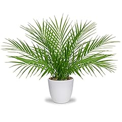 Briful fake plant for sale  Delivered anywhere in USA 