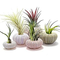 Kagodri flower pots for sale  Delivered anywhere in UK