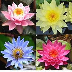 Pack water lily for sale  Delivered anywhere in USA 