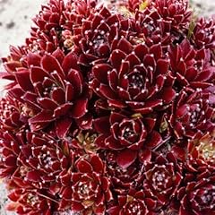 Sempervivum cult pickwick gebraucht kaufen  Wird an jeden Ort in Deutschland