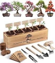 Avergo bonsai tree for sale  Delivered anywhere in USA 